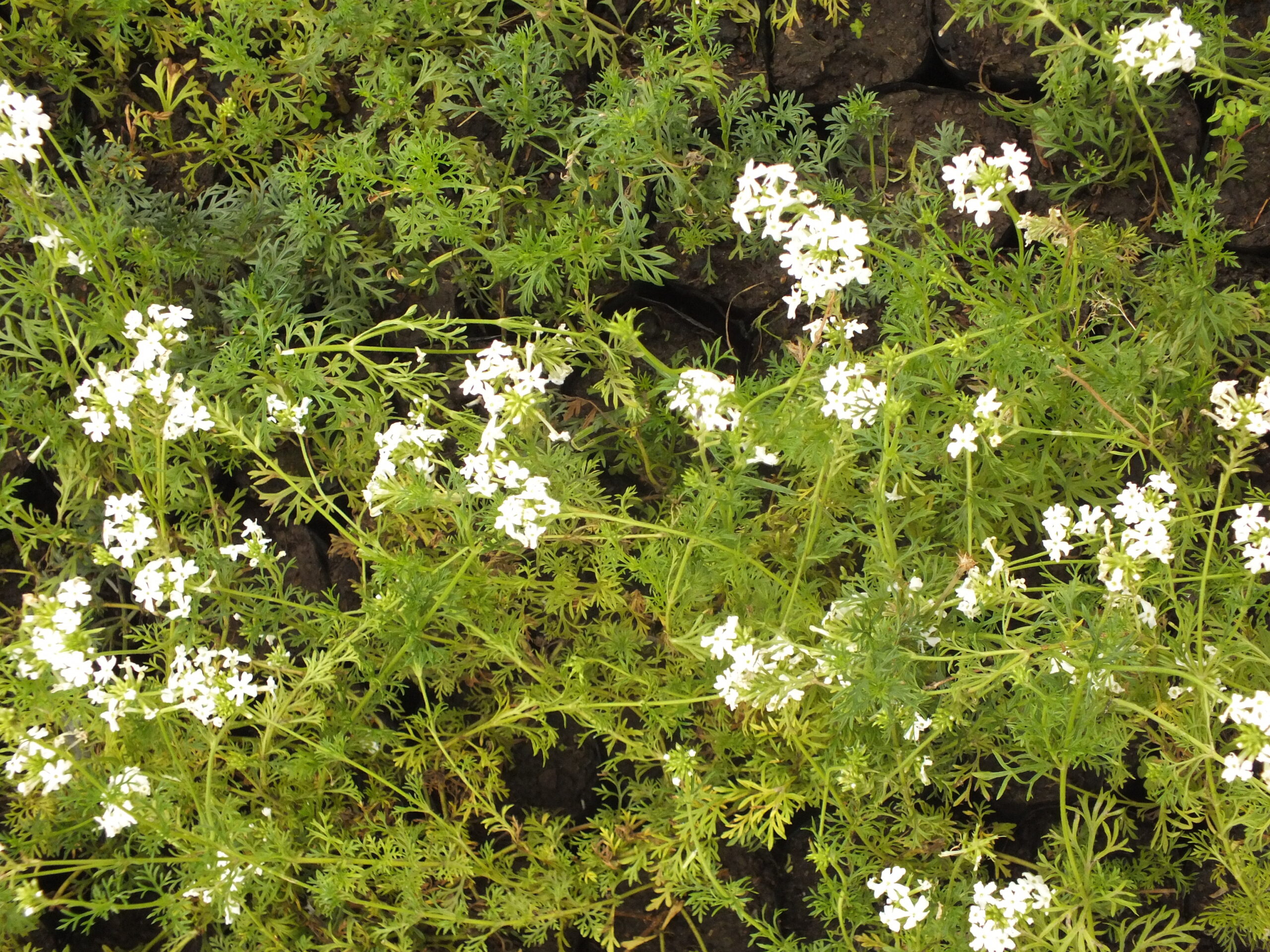 VERBENA_BLANCA (3)